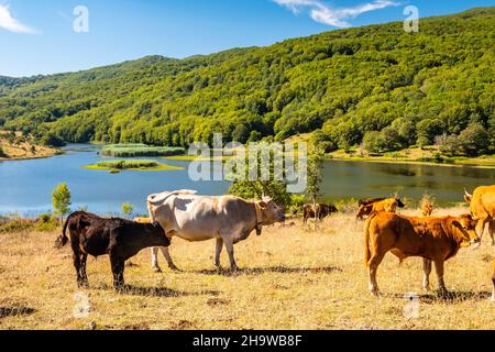 Vue sur le lac de Biviere et les vaches de pâturage, parc national de Nebrodi, Sicile, Italie Banque D'Images