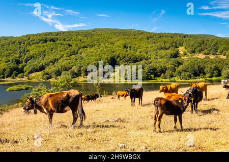 Vue sur le lac de Biviere et les vaches de pâturage, parc national de Nebrodi, Sicile, Italie Banque D'Images