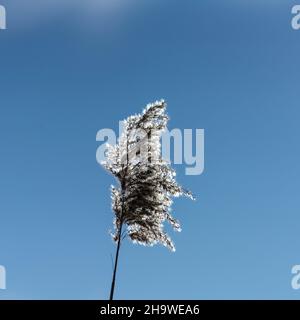 Vue rétroéclairé de l'usine de Cortaderia selloana, également appelée herbe de Pampas Banque D'Images