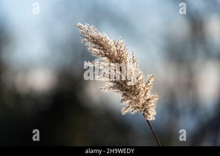 Vue rétroéclairé de l'usine de Cortaderia selloana, également appelée herbe de Pampas Banque D'Images