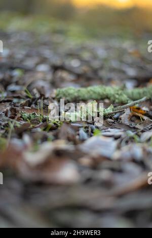 Lichen cultivé sur une branche sèche sur un lit de feuilles. Banque D'Images