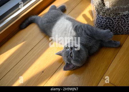 Blue British Shorthair Kitten dormez confortablement sur le parquet de la chambre.Vue du dessus du corps entier, lumière du soleil de la fenêtre se déversant dans la pièce, c Banque D'Images