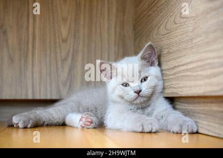 Un chaton endormi clignote et dort dans le coin, un chat de Shorthair de couleur lilas de Grande Bretagne dort sur un plancher de bois. Vue sur la façade mignon et beau ki Banque D'Images