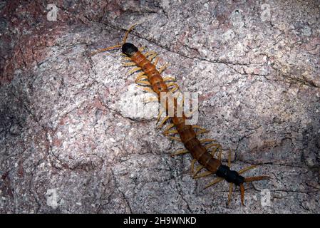 Centipede du désert géant (Scolopendra heros) Banque D'Images