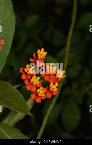 Fleur de milkaded scientifiquement connue sous le nom d'Asclepias curassica dans un jardin à Trinidad. Banque D'Images