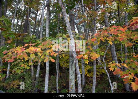 Couleur d'automne dans une forêt à feuilles caduques Banque D'Images