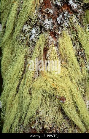 Sapin argenté du Pacifique (Abies amabilis) avec lichen au lac Waldo, Willamette National Forest, Oregon Banque D'Images