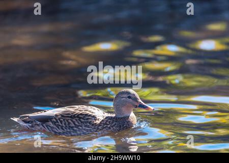 Canard colvert incroyable sur les montagnes lac Banque D'Images