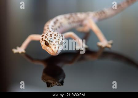 Vue avant de Leopard Gecko. Banque D'Images