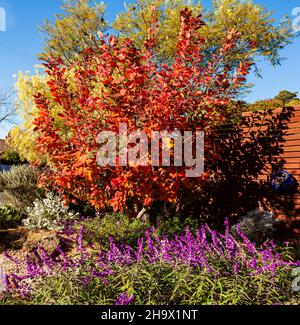 La grâce du Smokebush, Cotinus Coggygria avec son feuillage automnal et Salvia Mexican Sage, Salvia luecantha, est une caractéristique de ce jardin de banlieue. Banque D'Images