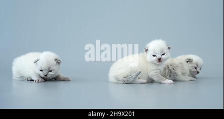 Chatons Ragdoll isolés sur fond bleu clair Banque D'Images