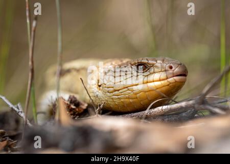 Le lézard tasmanien à la langue bleue en gros plan sur la randonnée Banque D'Images