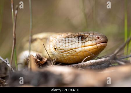 Le lézard tasmanien à la langue bleue en gros plan sur la randonnée Banque D'Images