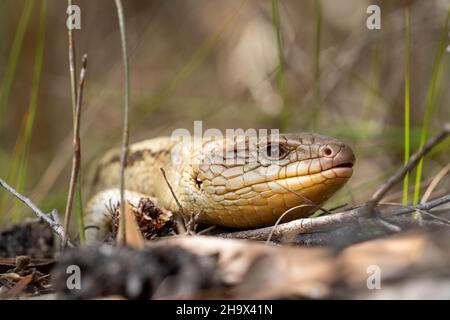 Le lézard tasmanien à la langue bleue en gros plan sur la randonnée Banque D'Images