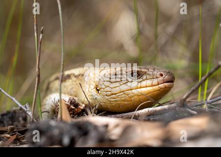 Le lézard tasmanien à la langue bleue en gros plan sur la randonnée Banque D'Images