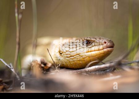 Le lézard tasmanien à la langue bleue en gros plan sur la randonnée Banque D'Images