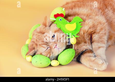 Mignon petit chat anglais gingembre drôle avec oeufs de Pâques autour du cou allongé sur fond orange Banque D'Images