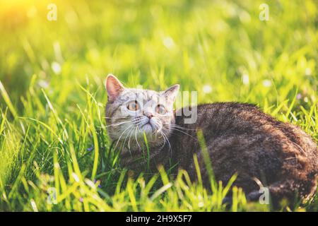 Un jeune chat allongé sur l'herbe en été Banque D'Images