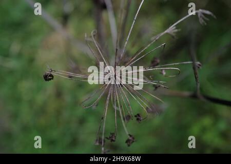 Gros plan du persil de vache (Anthriscus sylvestris) - tête de semence dans la campagne anglaise Banque D'Images