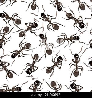 Fourmis noir.Arrière-plan transparent.Illustration vectorielle. Illustration de Vecteur