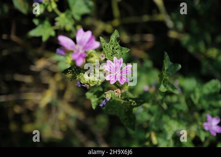 Gros plan de la malow à duvet rose vif (Malva sylvestris) poussant au bord d'un champ dans la lumière du soleil d'été Banque D'Images