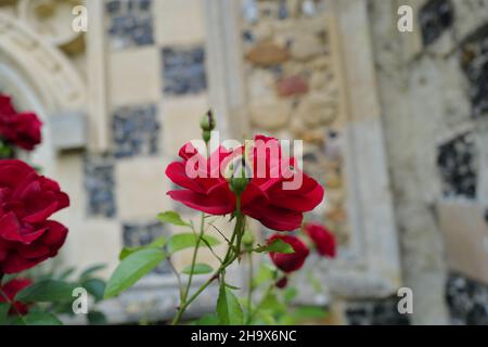 Roses rouges en fleur avec un mur de pierre et de silex en arrière-plan en été dans la campagne anglaise Banque D'Images