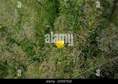 Gros plan d'une seule coupe de beurre (Ranunculus acris) qui pousse parmi de belles herbes délicates aux teintes violettes dans une prairie de campagne Banque D'Images