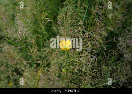 Gros plan d'une seule coupe de beurre (Ranunculus acris) qui pousse parmi de belles herbes délicates aux teintes violettes dans une prairie de campagne Banque D'Images