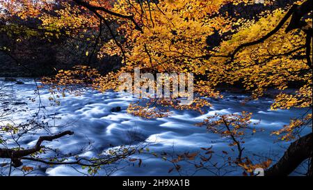 Le ruisseau Oirase (Oirase Keiryū) est un ruisseau de montagne pittoresque de la préfecture d'Aomori, qui est l'une des couleurs d'automne les plus célèbres et populaires du Japon Banque D'Images