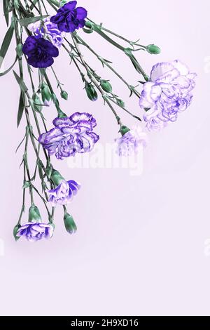 Bouquet d'œillets Dianthus bleus et violets variés. Banque D'Images
