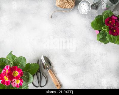 Bordures de fleurs roses primrosiers et divers outils de jardin sur fond gris.Concept de jardin.Vue de dessus.Copier l'espace Banque D'Images