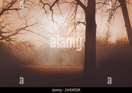 Un magnifique paysage brumeux de vieux arbres qui poussent dans un bosquet dans la forêt le soir de novembre.Une forêt mystérieuse au crépuscule.Silhouettes de Banque D'Images