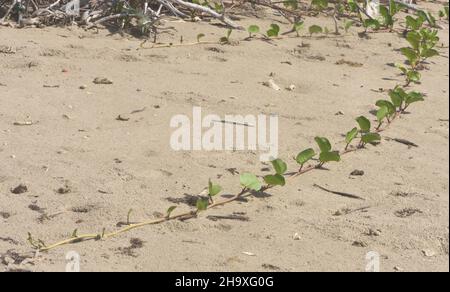 Beach Morning Glory (Ipomoea pes-caprae) pousse sur une plage de sable, contribuant à la stabilisation des dunes derrière la plage sur l'Atlantique c Banque D'Images