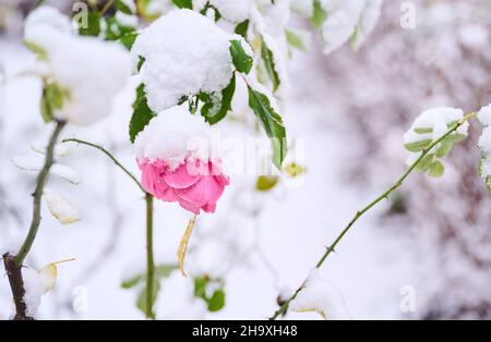 Berlin, Allemagne.09th décembre 2021.Une rose est couverte de neige.Pour la première fois cet hiver, il neige plus fort.Credit: Annette Riedl/dpa/Alay Live News Banque D'Images