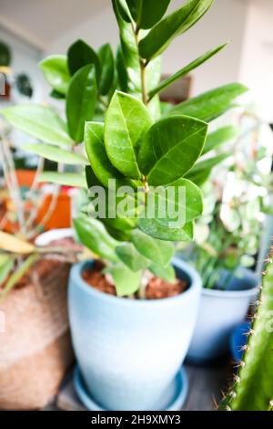 Zamioculcas zamifolia , Zanzibar Gem ou ARACEAE Banque D'Images