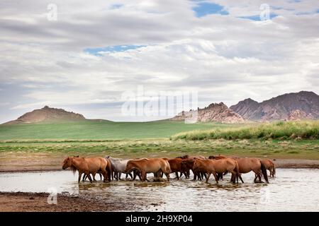 un troupeau de chevaux quitte l'étang d'où l'eau potable a Banque D'Images