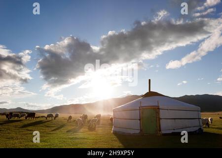 Le soleil se lève dans la vallée de l'Orkhon tandis que les agneaux s'attrape librement Banque D'Images