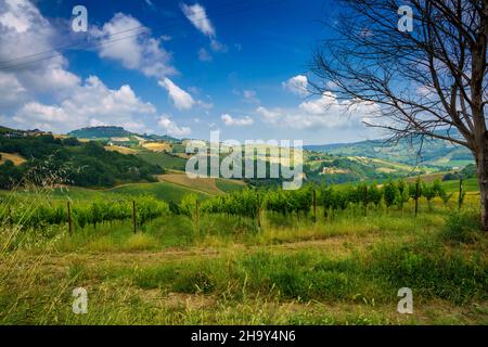 Paysage rural près de Monterubbiano et Ripatransone, entre les provinces de Fermo et Ascoli Piceno, Marche, Italie, au printemps Banque D'Images