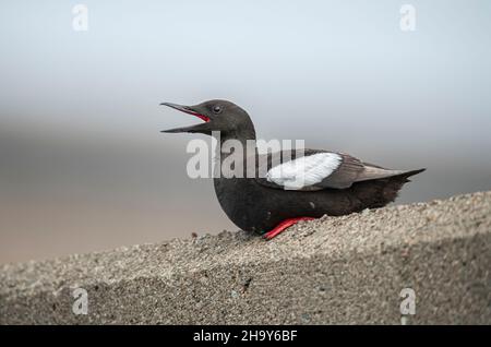 guillemot noir perché sur un mur en gros plan en Écosse au royaume-uni en été, en se calant Banque D'Images