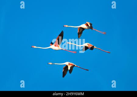 Groupe de Flamingo (Phoenicopterus roseus) volant dans le ciel Banque D'Images