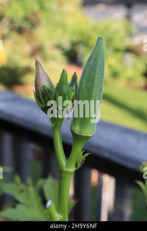 Doigts pour femmes/ Okra/ OCHRO dans un pot de fleurs/légumes/jardin de balcon Banque D'Images