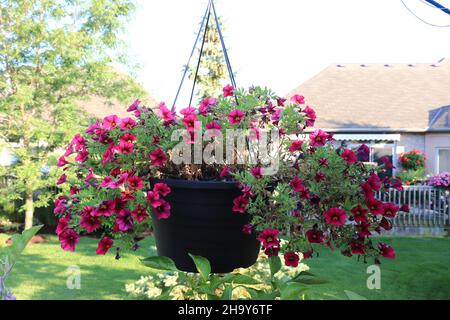 Million de Bells/Calibrachoa dans un pot de fleurs suspendu/Canada Banque D'Images