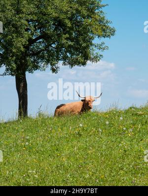 Bovins des Highlands, bovins, vache, élevage libre, pâturage,prairie, pâturage, ciel, bleu, bétail,arbre, bleu, vert, vert, marron,taureau, pâturage, prairie de fleurs, Banque D'Images