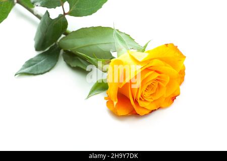 orange, rose, un, simple, couché,seul, feuille, feuilles, vert, isolé,facultatif, arrière-plan, fleur, détail, détails,macro, gros plan, beau, neut Banque D'Images