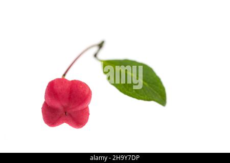 Arbre de broche, baies, fleur, rouge, graine,noyau, toxique, blanc, feuilles, fond,Poison, graines, Euonymus europaeus, orange, sain,vert, baies Banque D'Images