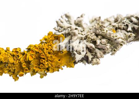 lichen, jaune, gris, branche, branche,arbre, ensemble, nature, contre les autres, pousse,plantes, surcroissance, fumée, champignon, algues,moule, forme, structure Banque D'Images