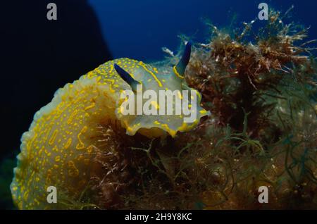 Gelb-violette Sternschnecke, Déesse de la mer de Regal, Filimare picta Banque D'Images