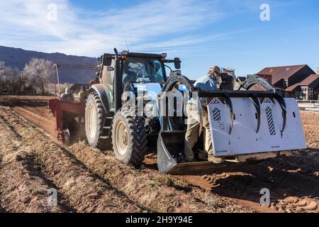 Une boîte dans le chargeur frontal du tracteur contient les pommes de terre séparées, transportées par un convoyeur depuis les ouvriers à l'arrière.Moab, Utah. Banque D'Images