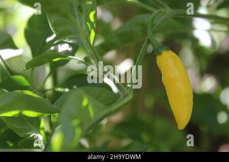 Poivre de la goutte de citron mûr du Pérou Aji Limo Capsicum frutescens L. Banque D'Images