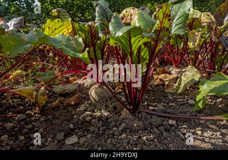 Gros plan des rangées de plantes de betterave beta vulgaris culture dans un potager potager en été Angleterre Royaume-Uni GB Grande-Bretagne Banque D'Images